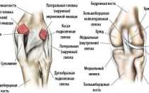 Латеральная связка коленного сустава