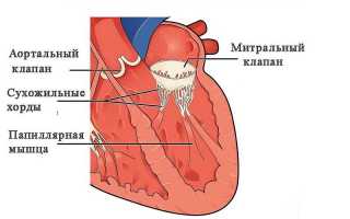 Митральный клапан