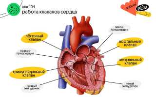 Створчатые клапаны сердца