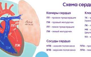 Синусовая аритмия сердца у детей: что это такое