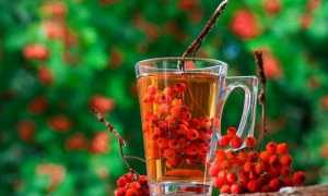 Чай (отвар) из красной рябины: польза и как заварить