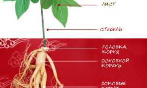 Экстракт корня женьшеня: основные сведения