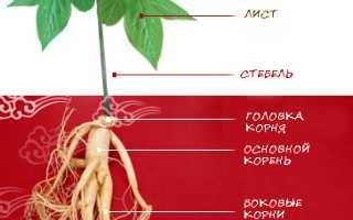 Экстракт корня женьшеня: основные сведения