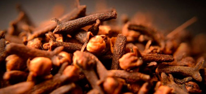 Гвоздика от паразитов: как ее принимать